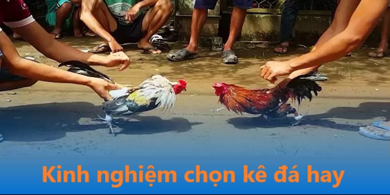 Kinh nghiệm đưa ra lựa chọn kê đá hay của các cao thủ